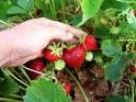 [Thumb - strawberry picking.jpg]